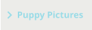 Puppy Pictures