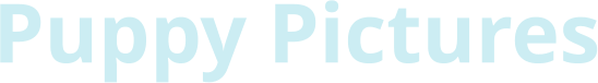 Puppy Pictures