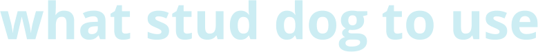 what stud dog to use